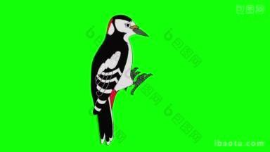 伟大的斑点啄木鸟动画运动图形孤立在绿色屏幕上
